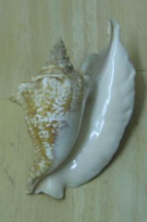 Strombus Gallus A Spectacular Shell from The Caribbean