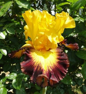 Art Iris Brilliant Sunburst 09 Perennial Rhizome Bulb Garden