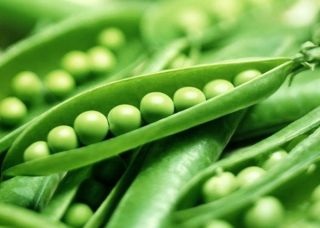 75 Vegetable Garden Seeds Pea Super Sugar Snap Perfect for Fall