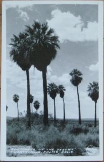 1952 Realphoto Postcard Twenty Nine Palms Calif Cal