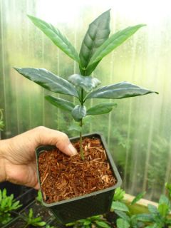 Samoan Gardenia Plant Super Fragrant Tabernaemontana