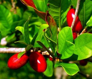 Miracle Fruit Plant 4 Pot Synsepalum End your dependence on sugar
