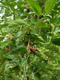  Everbearing~ Black MULBERRY Tree Morus nigra Edible Fruits LIVE Plant