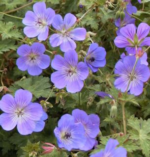 Best Hardy Geranium Plant Rozanne Stunning Blue Flowers Late Spring