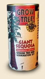 Giant Sequoia Tree Growing Kit Grow Sequioa Trees from Seeds Science
