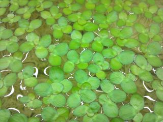 giant duckweed is a floating plant that grows virtually anywhere there