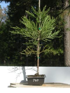 GIANT SEQUOIA REDWOOD BONSAI TREE SEQUOIADENDRON GIGANTEUM LIVE PLANT