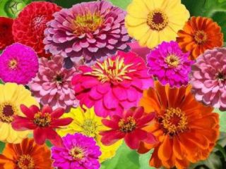  ZIN MASTER ZINNIA MIX Elegans Mixed Colors Flower Seeds Gift Comb S H