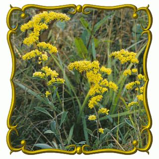 Old Field Goldenrod Jumbo Wildflower Seed Packet 2000