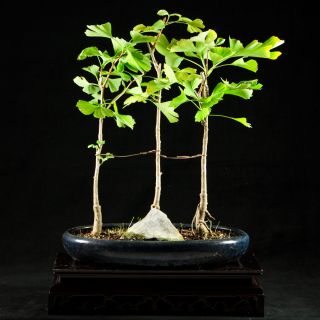 Ginkgo Biloba Maidenhair Tree Bonsai Specimen 6204