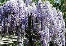 Blue Chinese Wisteria Vine Quick Growing Flowering Plant