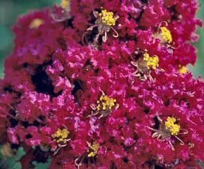 Red, White, Rose, or Watermelon Red Tall Crape Myrtle Tree n 1 Gallon