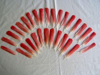 30 Red Tail Feathers from Congo African Grey Parrot Bird