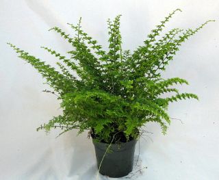 Green Fantasy Fern Easy to Grow House Plant 4 Pot