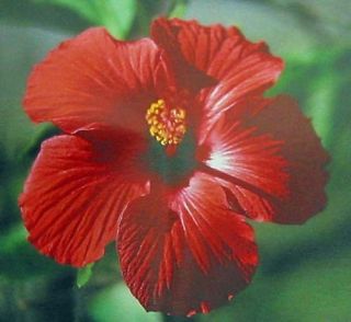 Hawaiian Red Hibiscus Plant Cutting Grow Hawaii