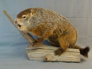 Museum Quality Stuffed Groundhog Taxidermy Mount by Smithsonian