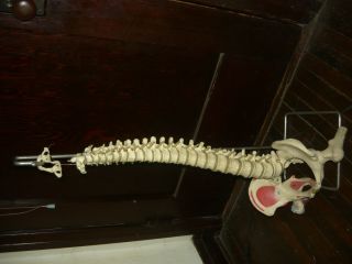 3B Scientific A59 1 Highly Flexible Human Spine Model 29 1 Height