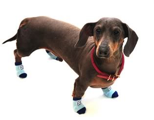 Dog Socks Traction Control Non Slip Skid Bootie Blue