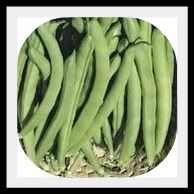 Green Beans Top Crop