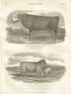 HEREFORD BULL   SOUTH DOWN SHEEP 1876 Original antique print