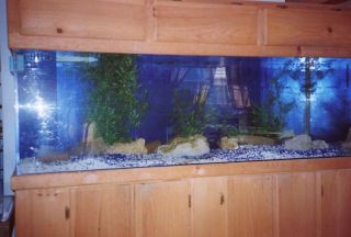  180 Gal Acrylic Fish Tank