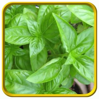 Herb Description Sweet basil is one of the most popular herbs, being