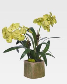 Diane James Green Vanda Orchid   