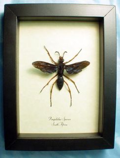  wood and glass shadowbox frame rare huge african tarantula hawk wasp