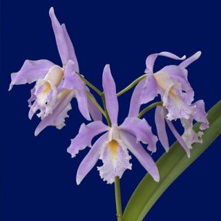 Cattleya maxima coerulea (Hector x Gigi) species Orchid Plant