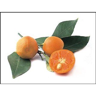 Calamondin Orange Tree in Growers Pot, 3 Year Warranty