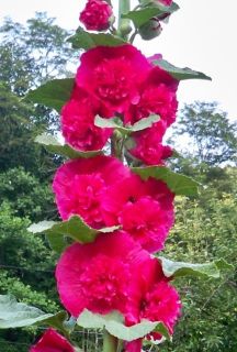 BIG RED HAT HOLLYHOCK 30+ SEEDS PERENNIALS DOUBLE PEONY FLOWERS BLOOM