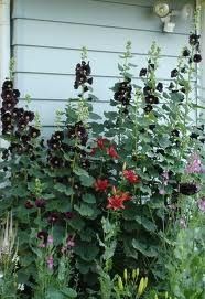 Hollyhock Nigar Black Red Flower Seeds 25 Seed RARE
