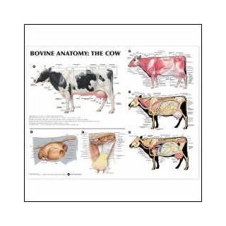 Bovine Anatomy The Cow Anatomical Chart 20 X 26