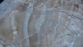 Outlaw~ WOW Full Round Flourescent Arizona Woodworthia Petrified Wood