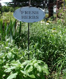 Aromatic Mint Herb Garden Peppermint or Spearmint Seeds Plus Free