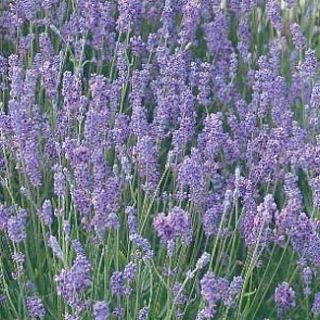  Hidcote Blue Lavender Herb Potted