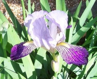Bearded Iris Neglecta Historical 1813 Hardy Perennial Zones 3 9