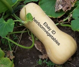 Waltham Butternut Squash Seeds Heirloom 30 Seeds Same Day Shipping