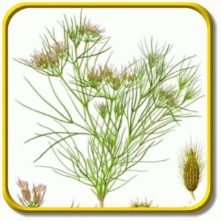 herb description the young leaves of cumin make a great addition to
