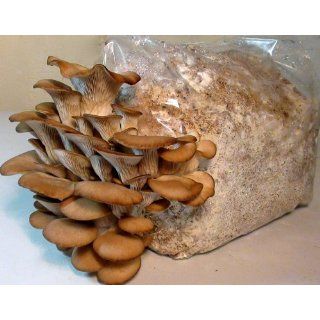 Grow it Yourself Phoenix Oyster Mushroom Kit, for Indoor