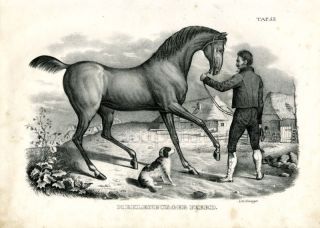 1840 SCHINZ Honegger Lithograph Mecklenburger Horse