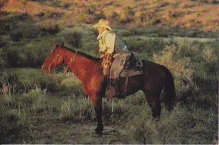 Quarter Horse Postcard Cowboy on Horse Bob Moorhouse Photograph AQHA