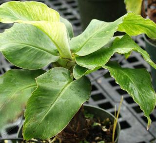  Banana Musa tree Only Grow 3 Feet Tall Best Live House Plant