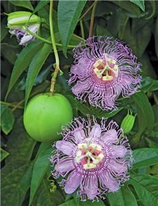 Purple Passionfruit Flower Seeds * Seed Packets & Directions Shipped
