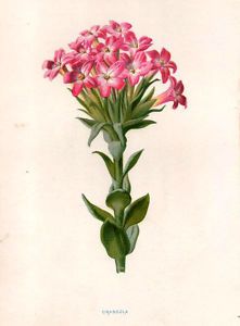 Crassula Flower 1879 Antique Original Print Hulme