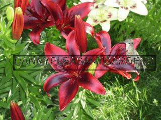  Bulbs Red Black Flowers Attract Hummingbirds 36Tall Plants