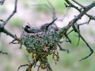 New Hummingbird Hummer Helper Cage Nesting Material