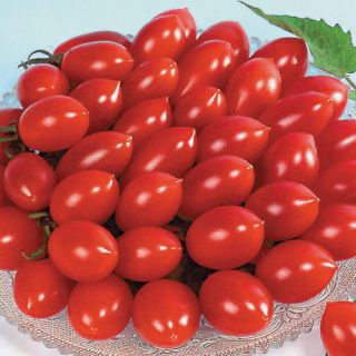 Sugary Hybrid Tomato 250 Seeds PK