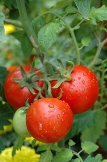 50 Patio F Hybrid Tomato Seeds