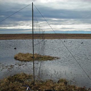  vangen van kleine vogels (Grootte 3 x 12m, Maaswijdte 19 x 19 mm